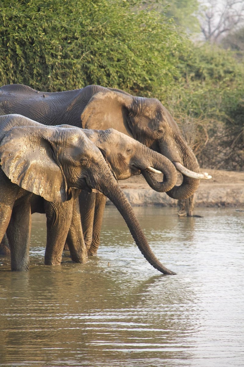 Safari in Africa